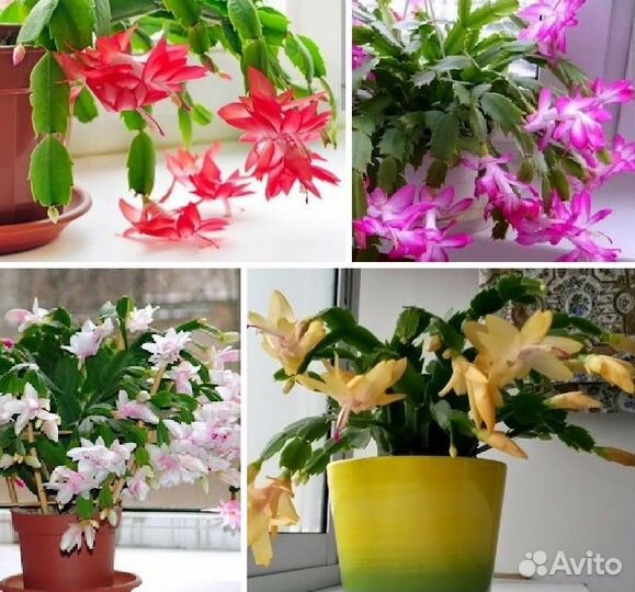 Комнатные цветы Декабрист шлюмбергера