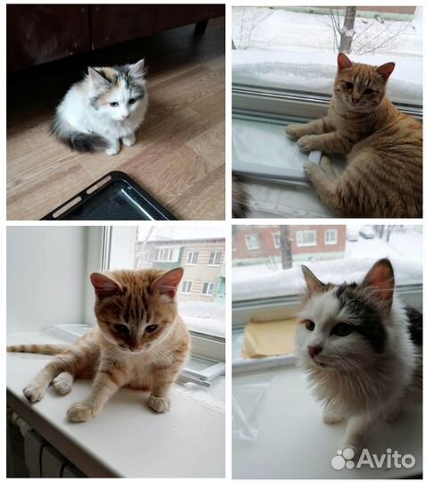 Кошки в добрые руки