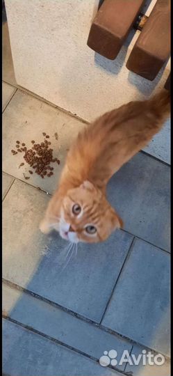 Котики бесплатно
