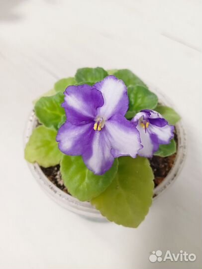 Набор из 3-х фиалок