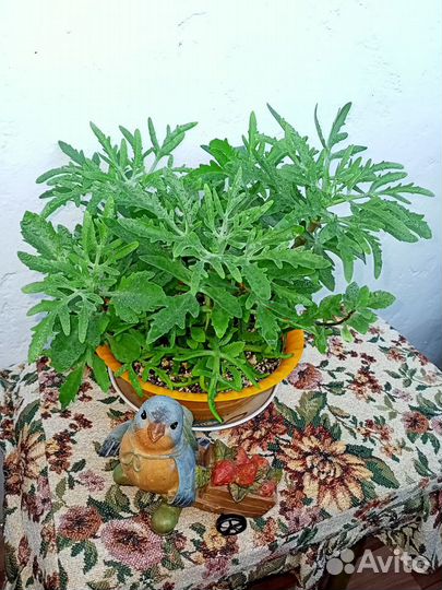 Каланхоэ лациниата, оленьи рожки, рога