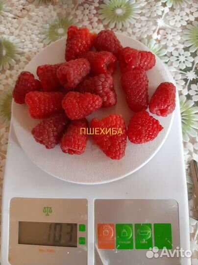 Малина Пшехиба саженцы