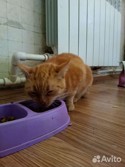 Британская кошка
