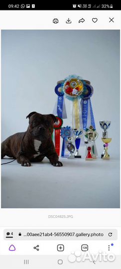 Английский стаффордширский бультерьер