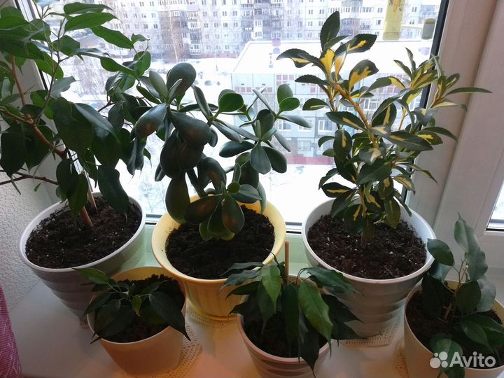 Комнатные цветы