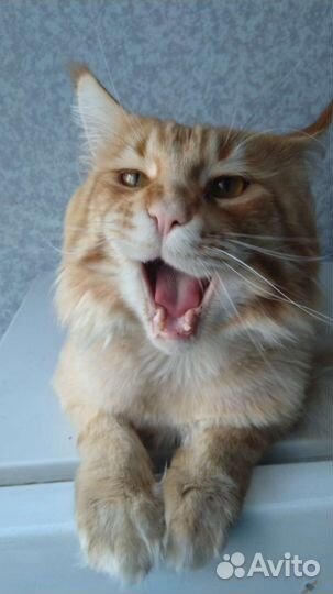 Пара мейн-кун