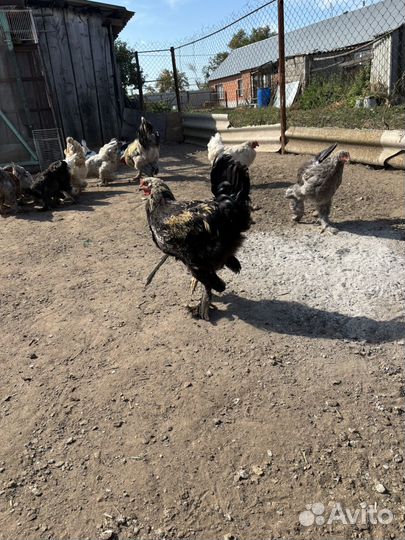 Петушки брама