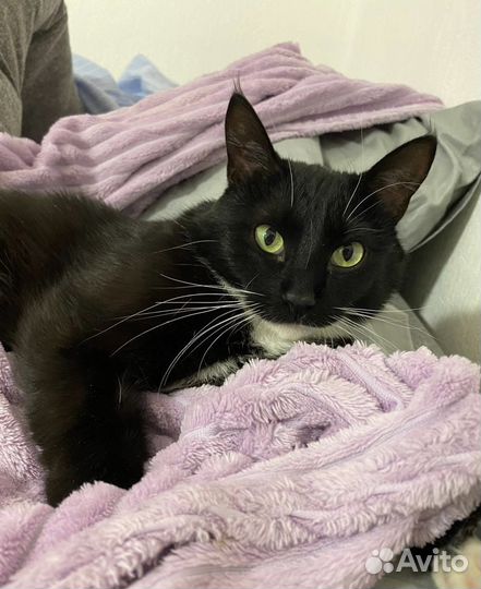 Кот молодой в добрые руки