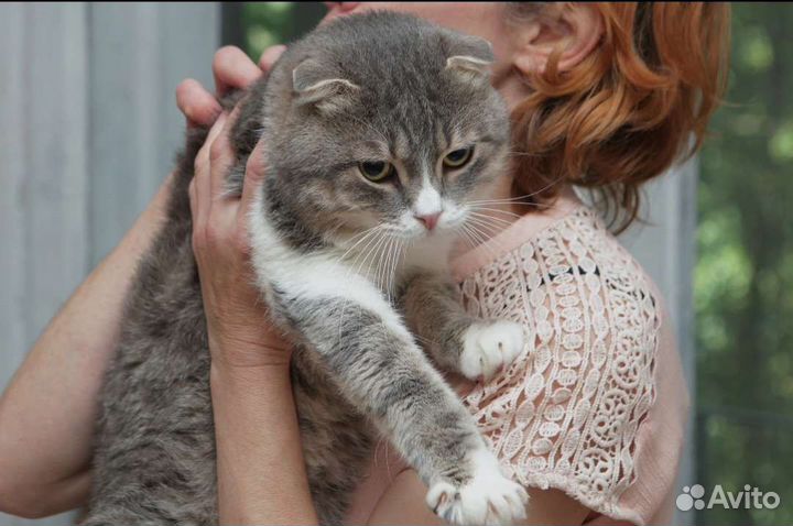 Шотландская, в добрые руки