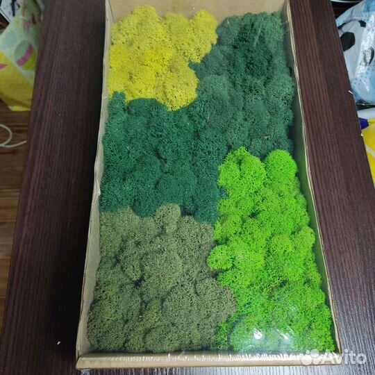 Стабилизированный мох