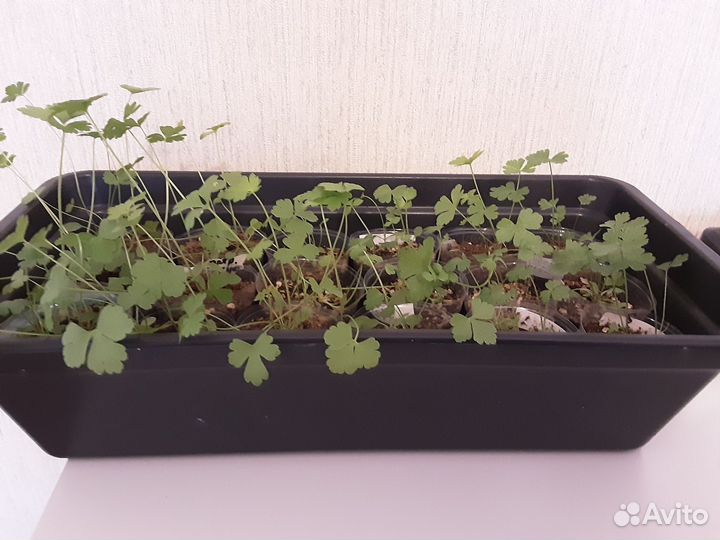 Рассада петрушки, базилика, сельдерея