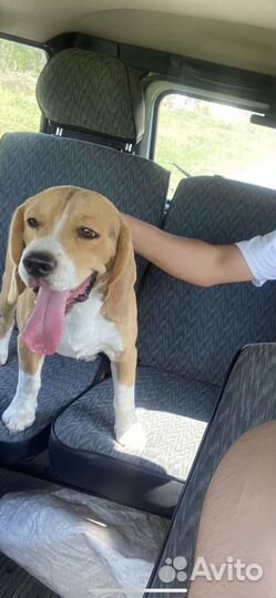 Вязка выжлеца