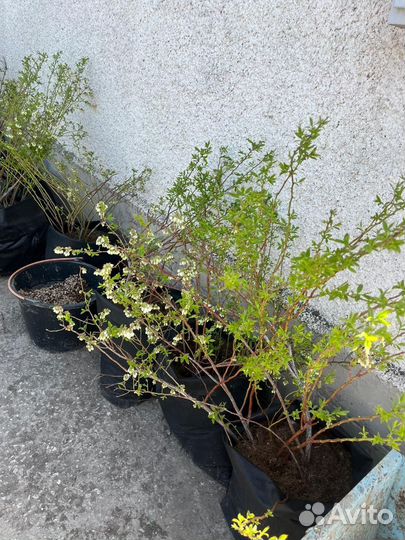 Саженцы голубики киви и лимон