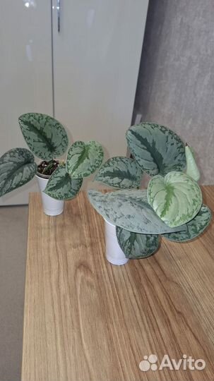 Сциндапсус экзотика