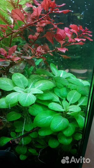 Буцефаландра, папоротники, мхи. Лава вулканич