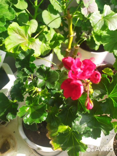 Пеларгония тюльпановидная Carmen Andrea