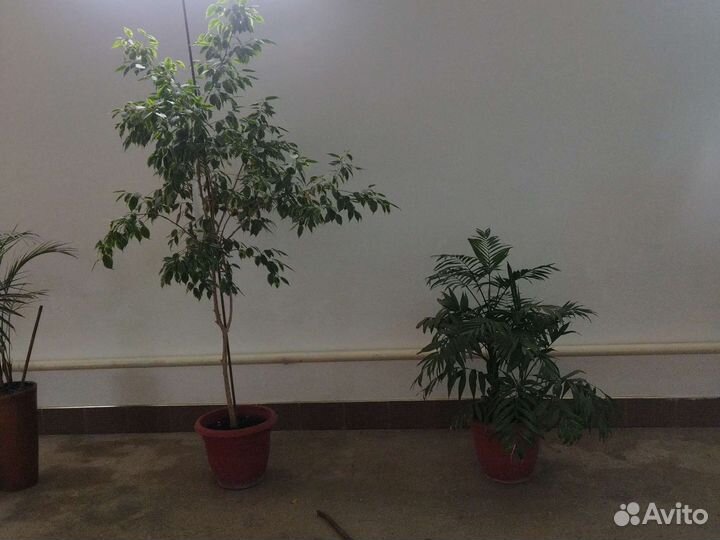Домашние цветы