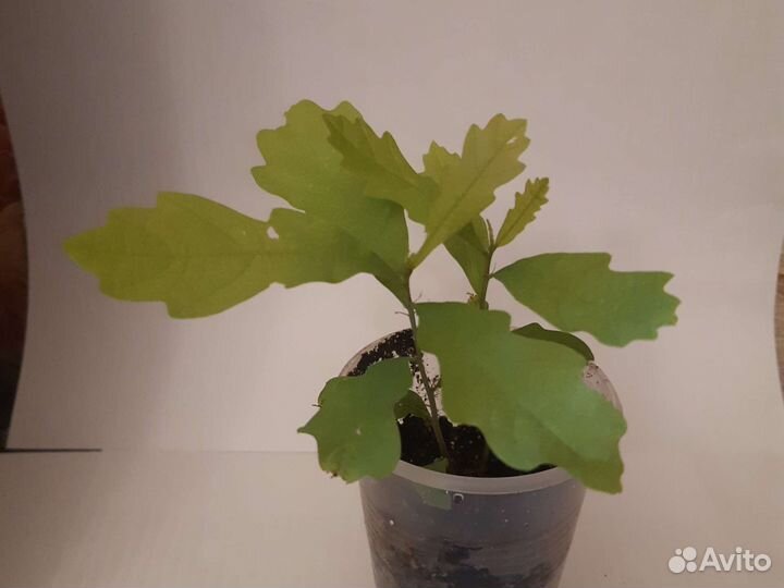 Саженец дуба(забронировано)
