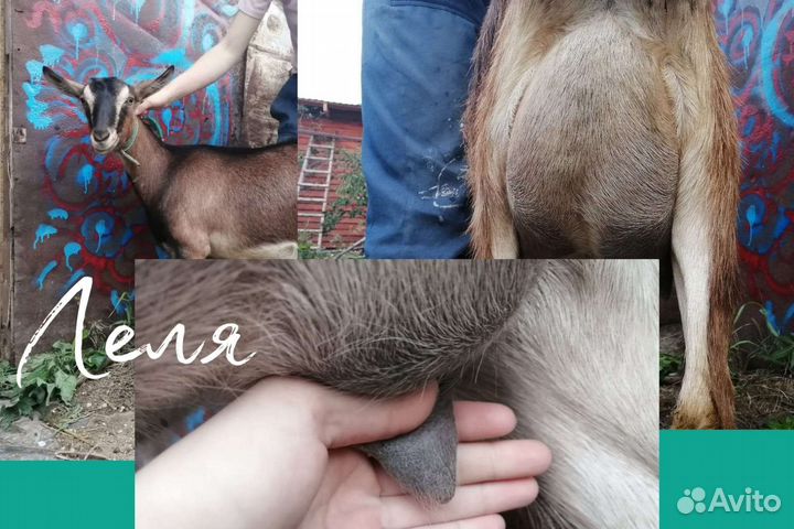 Продаются козы