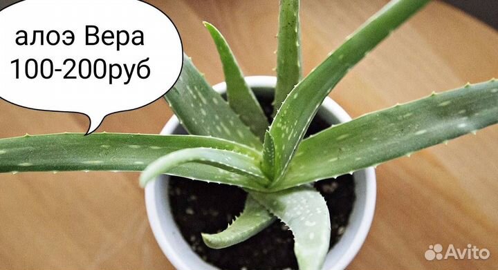 Лечебные растения