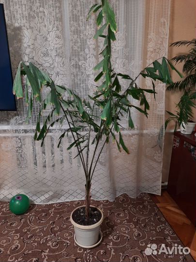 Пальма кариота