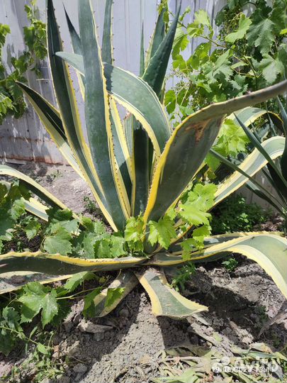 Агава растение