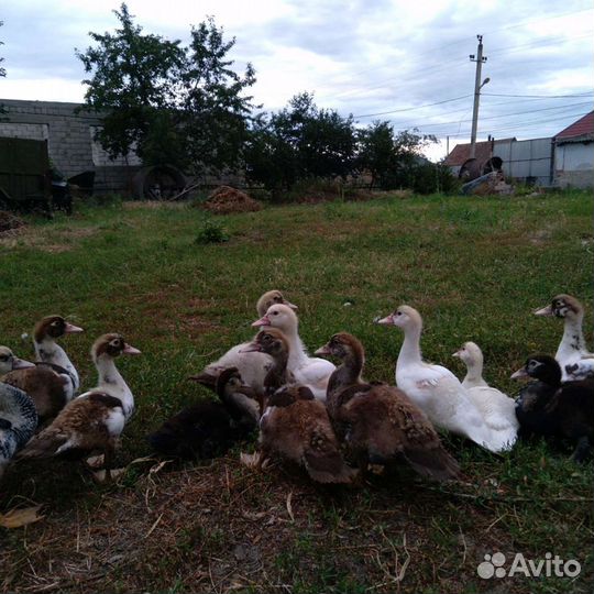 Мускусные утки