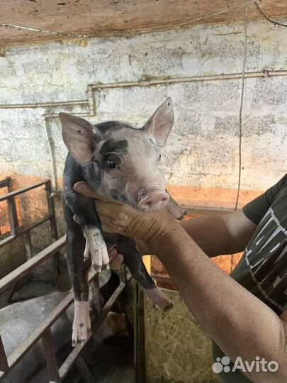 Поросята породы Пьетрен бельгийский