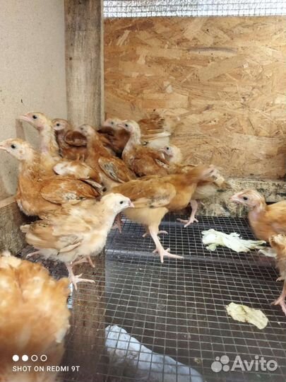 Цыплята подрощенные Ред Бро