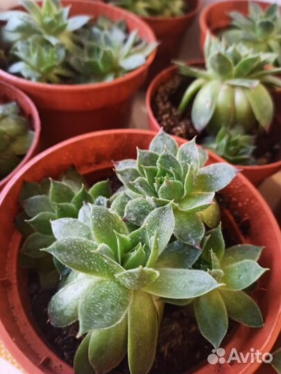 Суккуленты