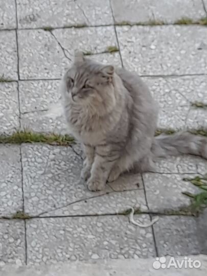 Кошки в добрые руки