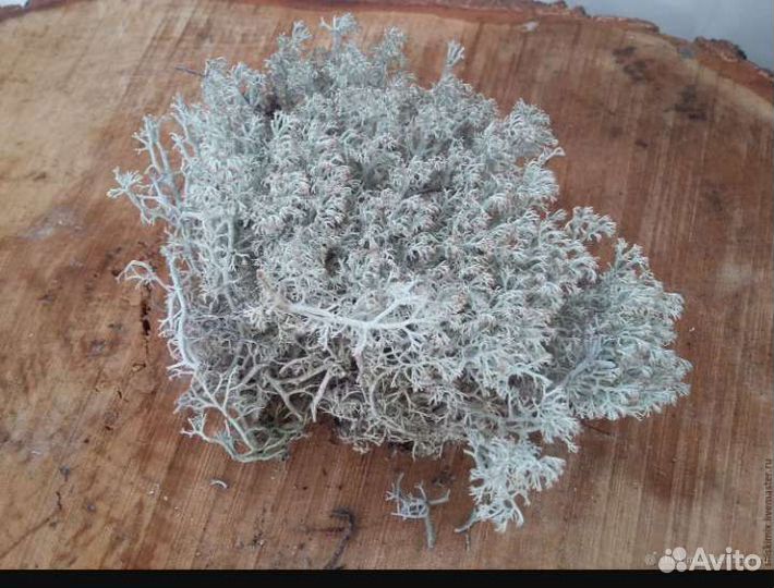 Мох ягель светлый