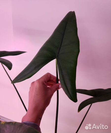 Алоказия Блек Зебрина