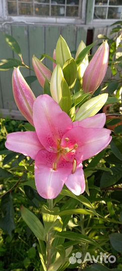 Лилии. Саженец зкс