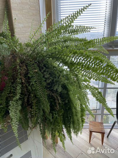 Комнатные растения цветы