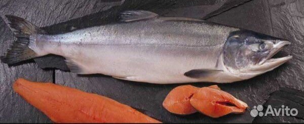 Горбуша свежая 2023год
