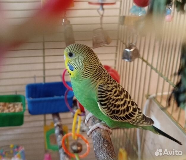 Птенцы попугая получехи 1 месяц