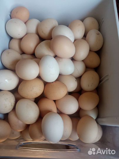 Домашние куриные яйца