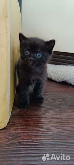 Шотландские вислоухие котята