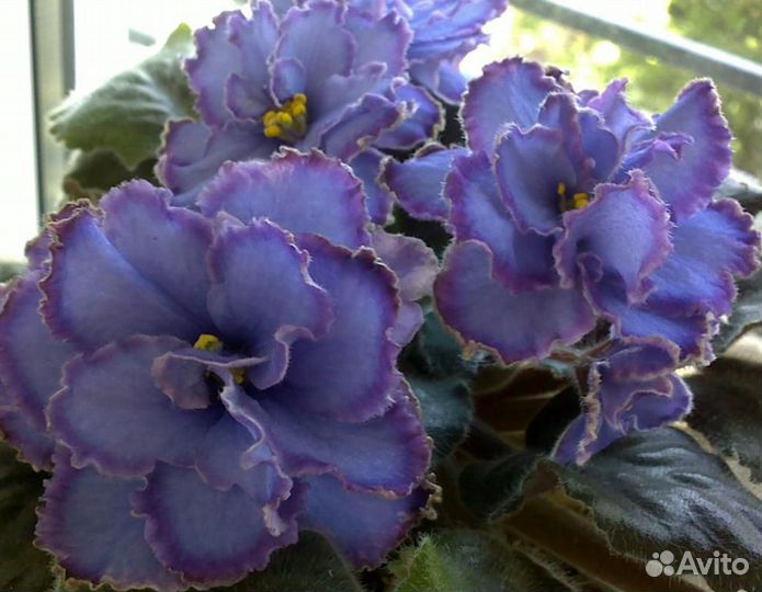 Фиалка Леший, Оptimara millenia лист, Ice Queen