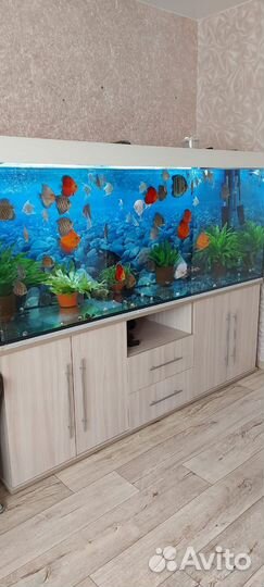 Аквариумные рыбки дискусы