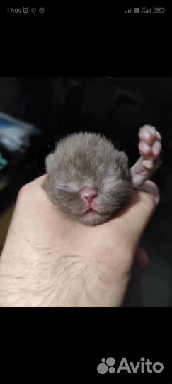 Продаются Прекрасные Шотландские Шоколадные котята