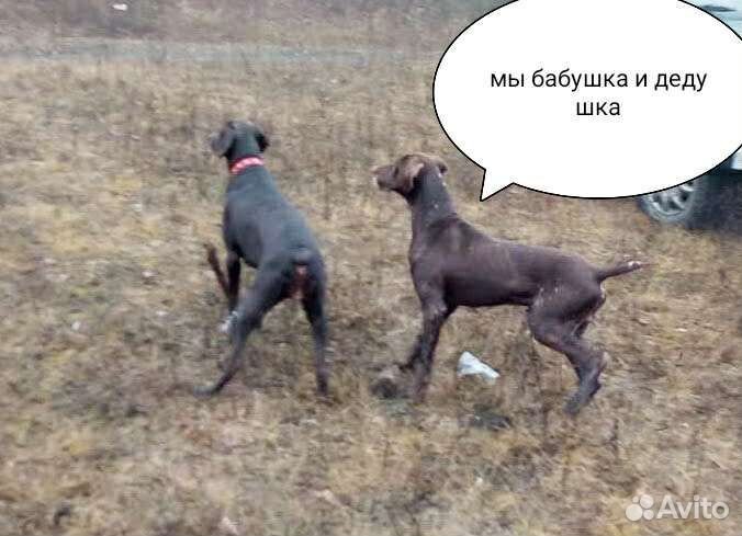 Курцхаар