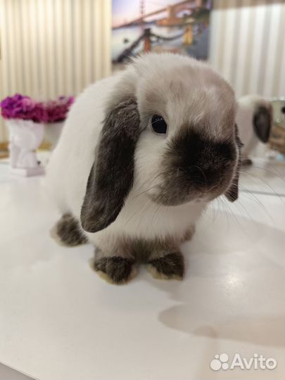 Кролик минилоп