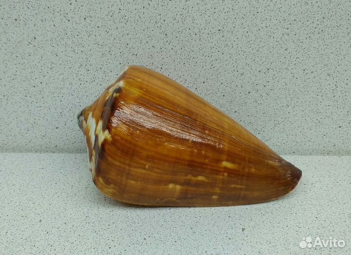 Конус Вексиллум 9,5 морская ракушка раковина