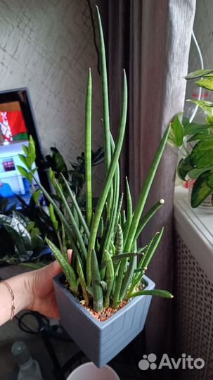 Сансевиерия цилиндрическая