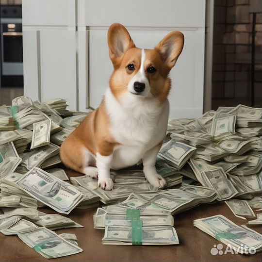 Промоутеры 16+. Выплаты часто. Без опыта