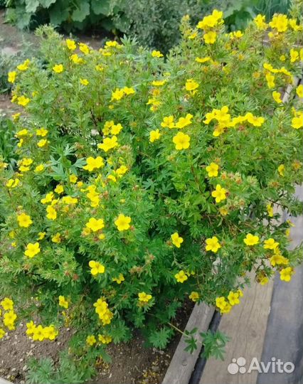 Курильский чай саженцы