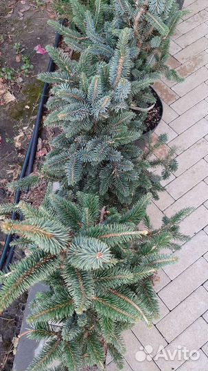 Ель Зе Блюз, Лиственница Стиф Випер, Энгельмани