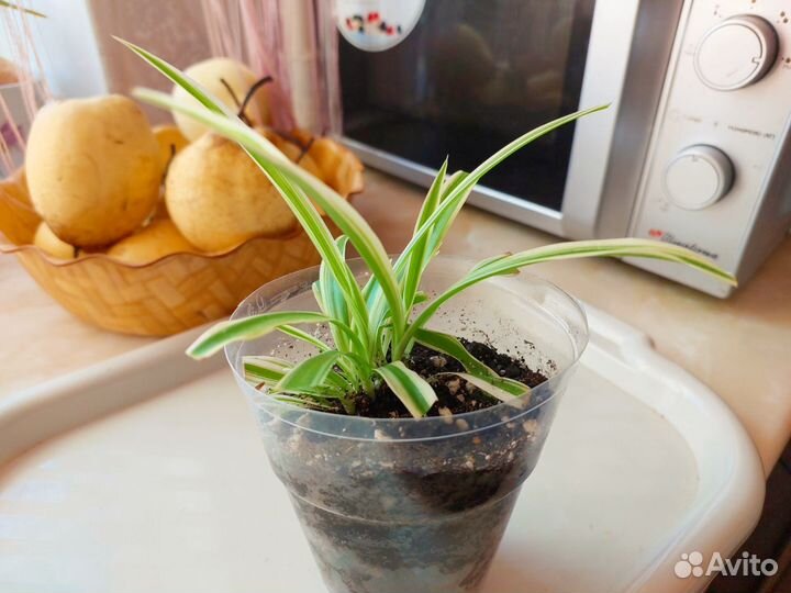 Хлорофитум